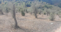 Land for Sale Ain Kfaa Jbeil Area 7137Sqm