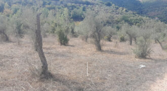Land for Sale Ain Kfaa Jbeil Area 7137Sqm