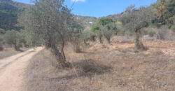 Land for Sale Ain Kfaa Jbeil Area 7137Sqm