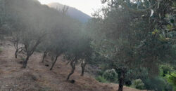 Land for Sale Ain Kfaa Jbeil Area 8000Sqm