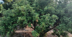 Land for Sale Ain Kfaa Jbeil Area 8000Sqm