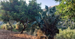 Land for Sale Ain Kfaa Jbeil Area 8000Sqm