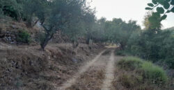 Land for Sale Ain Kfaa Jbeil Area 8000Sqm