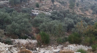 Land for Sale Barhalioun Bsharri Area 6905Sqm