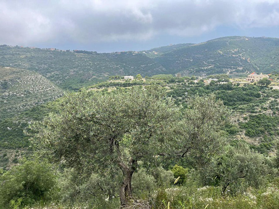 Land for Sale Bejjeh Jbeil Area 4848Sqm